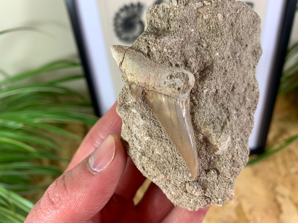 Otodus obliquus Shark Tooth on Matrix (2.19 inch) #02