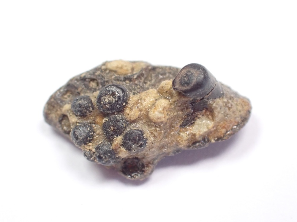 Fish Palatal Bone - Cyclurus Fragosus (Hell Creek) #01