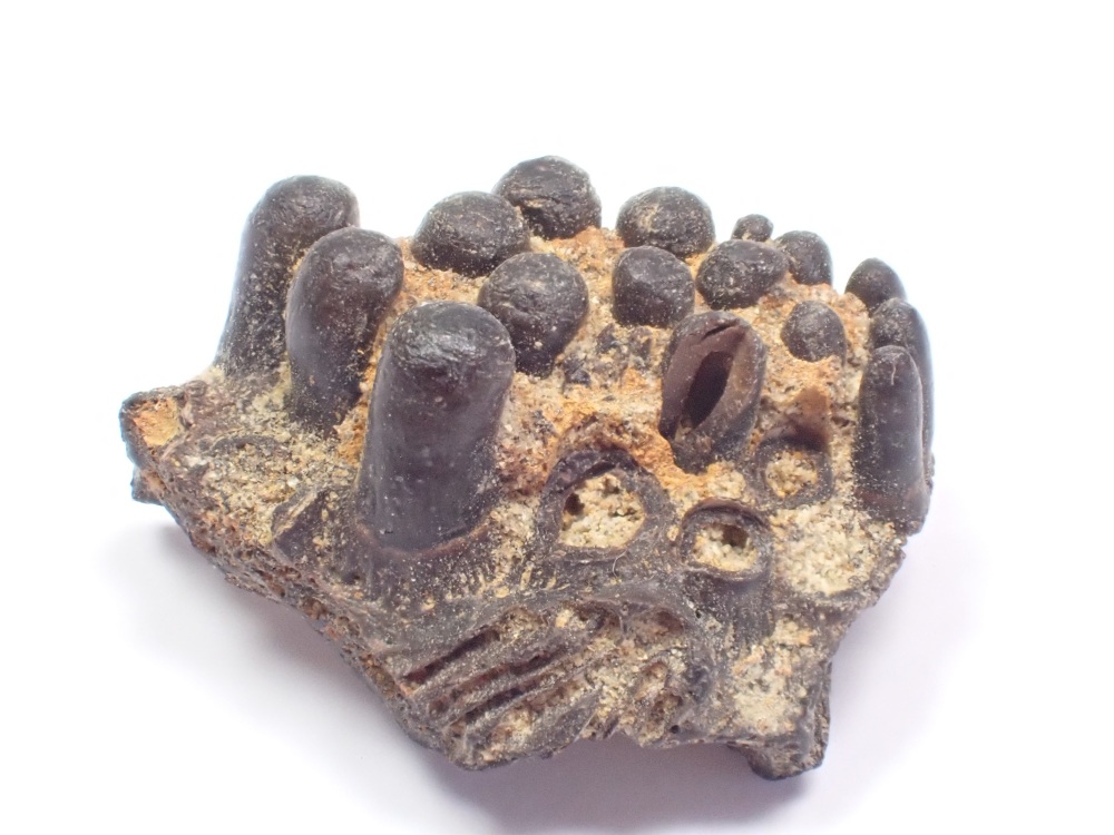 Fish Palatal Bone - Cyclurus Fragosus (Hell Creek) #02