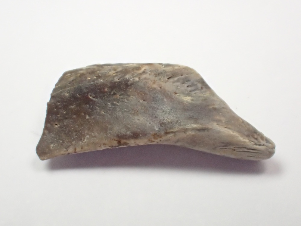 Fish Jaw (Hell Creek) #04