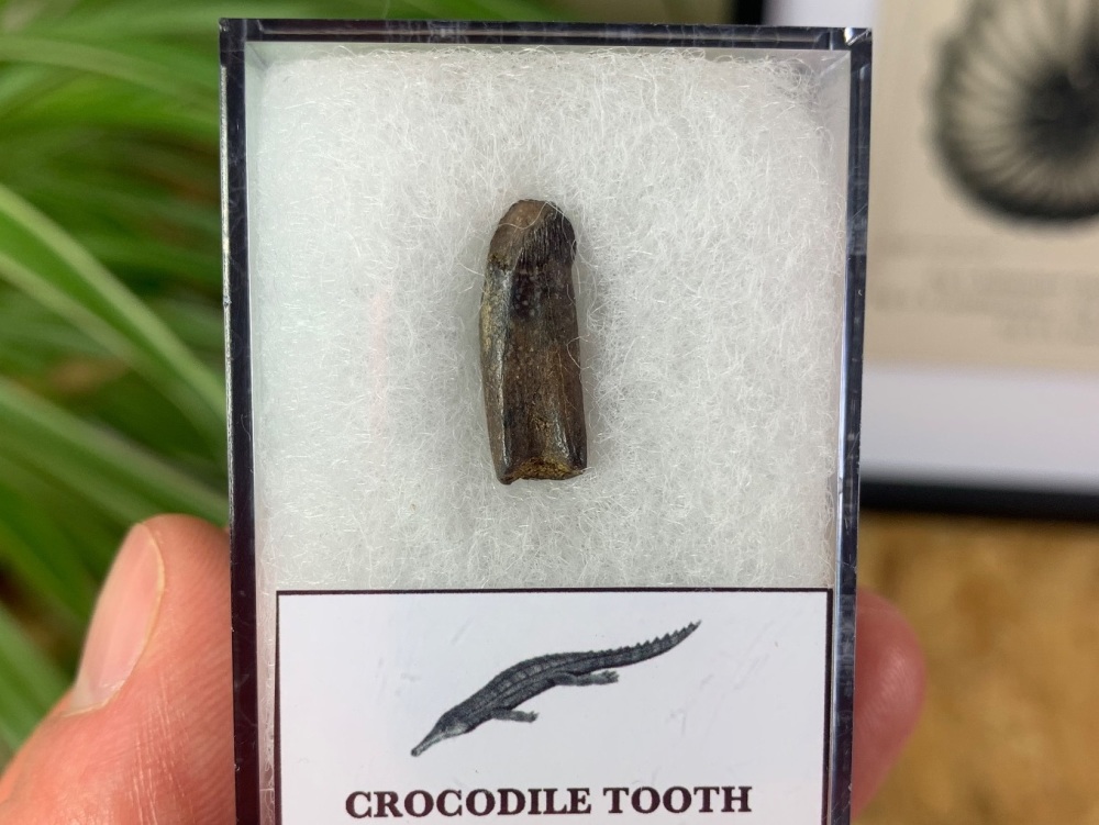 Rooted Crocodile Tooth (Hell Creek) #01