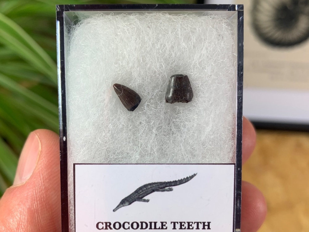 Crocodile Teeth (Hell Creek) #02