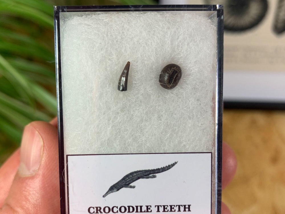 Crocodile Teeth (Hell Creek) #04