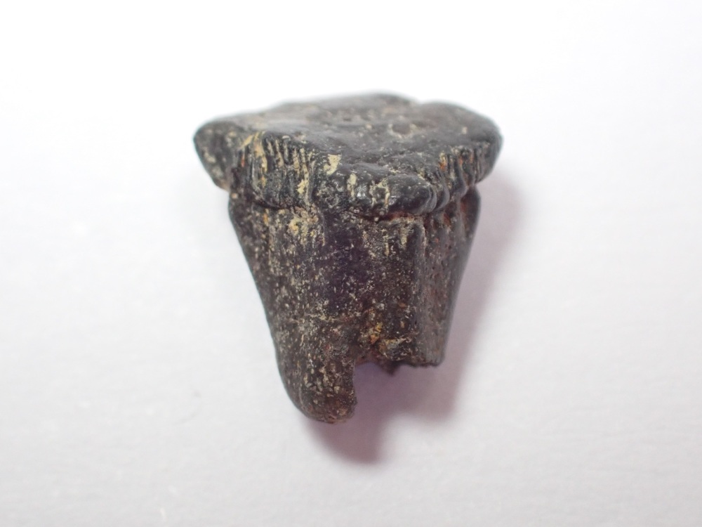 Myledaphus Ray Tooth (Hell Creek) #01