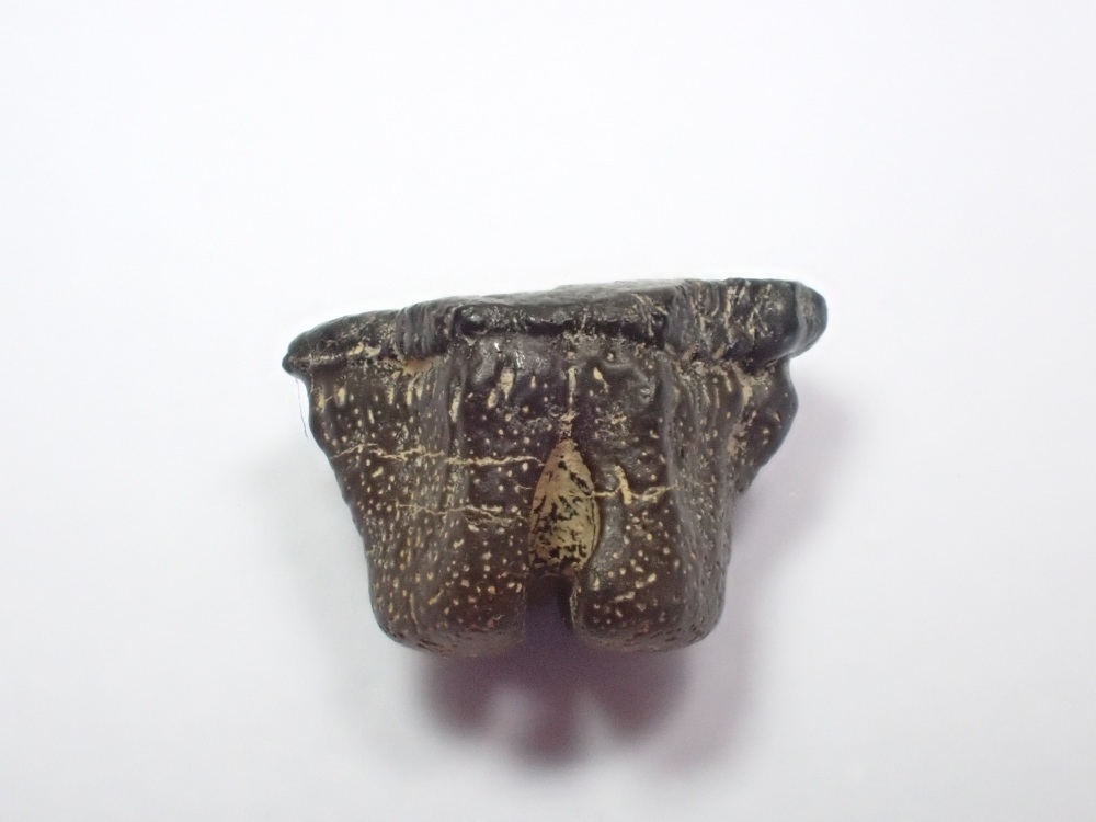 Myledaphus Ray Tooth (Hell Creek) #02