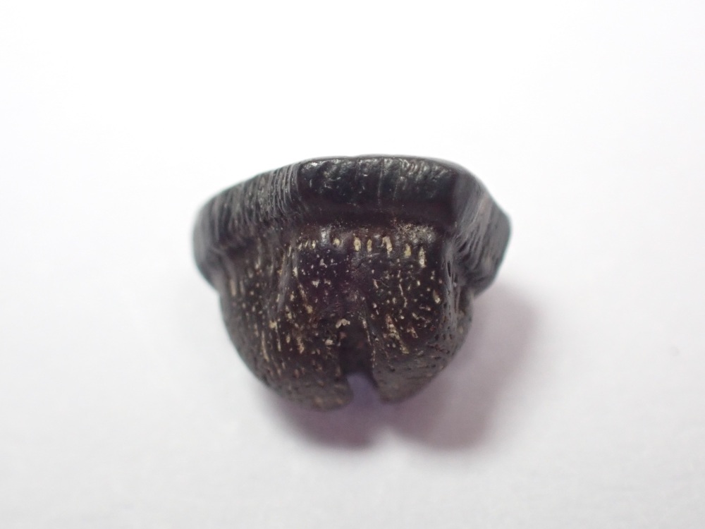 Myledaphus Ray Tooth (Hell Creek) #03