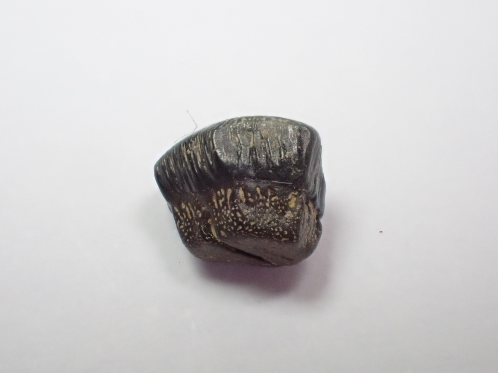 Myledaphus Ray Tooth (Hell Creek) #04