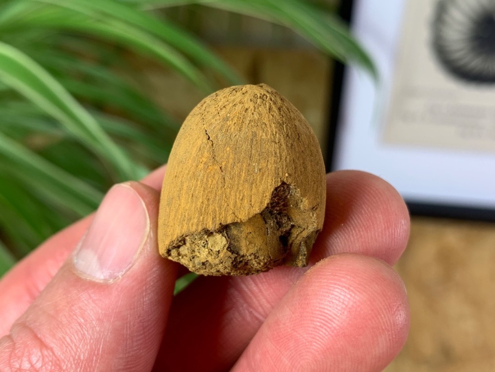 Palm Fruit - Spinifructus Antiquus (Hell Creek) #03