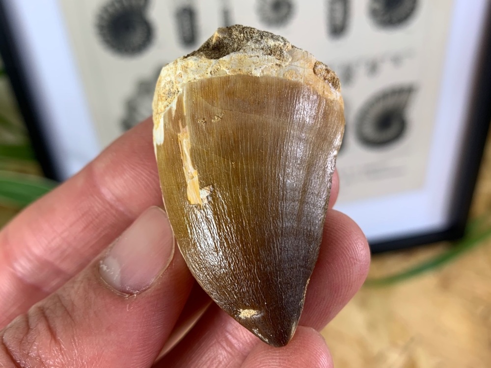 Mosasaur Tooth (1.72 inch) #07