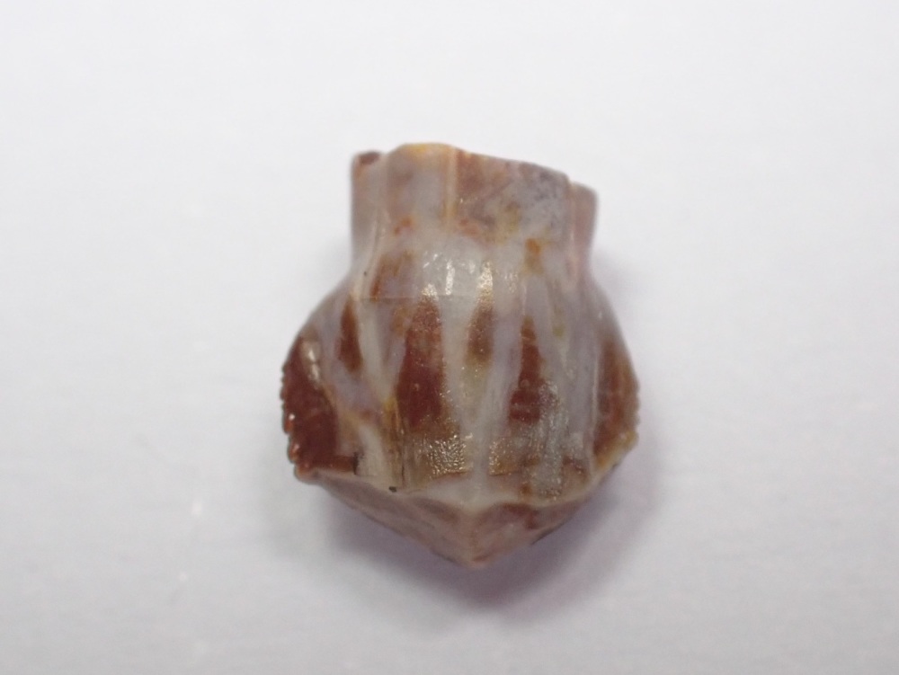 Revueltosaurus Tooth (Triassic Reptile) #01