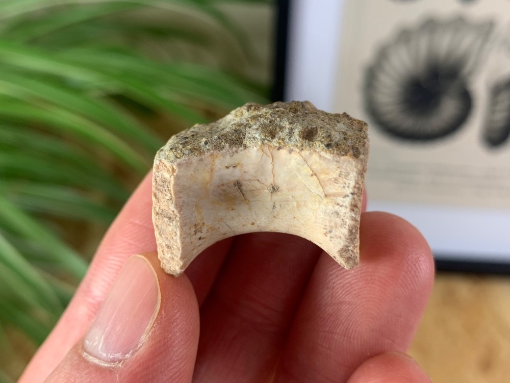 Revueltosaurus Vertebra (Triassic Reptile) #01