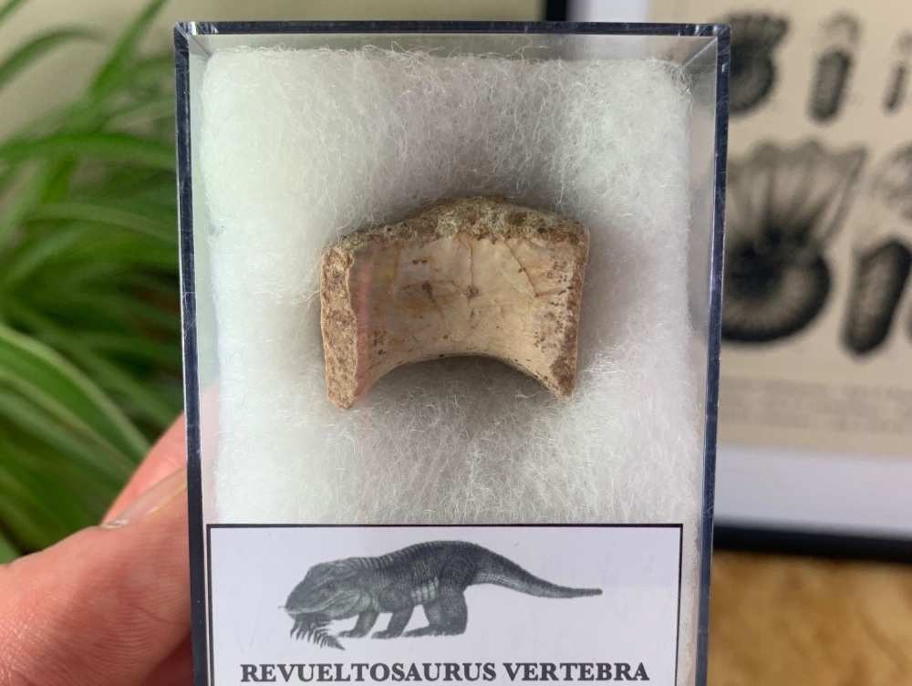 Revueltosaurus Vertebra (Triassic Reptile) #01