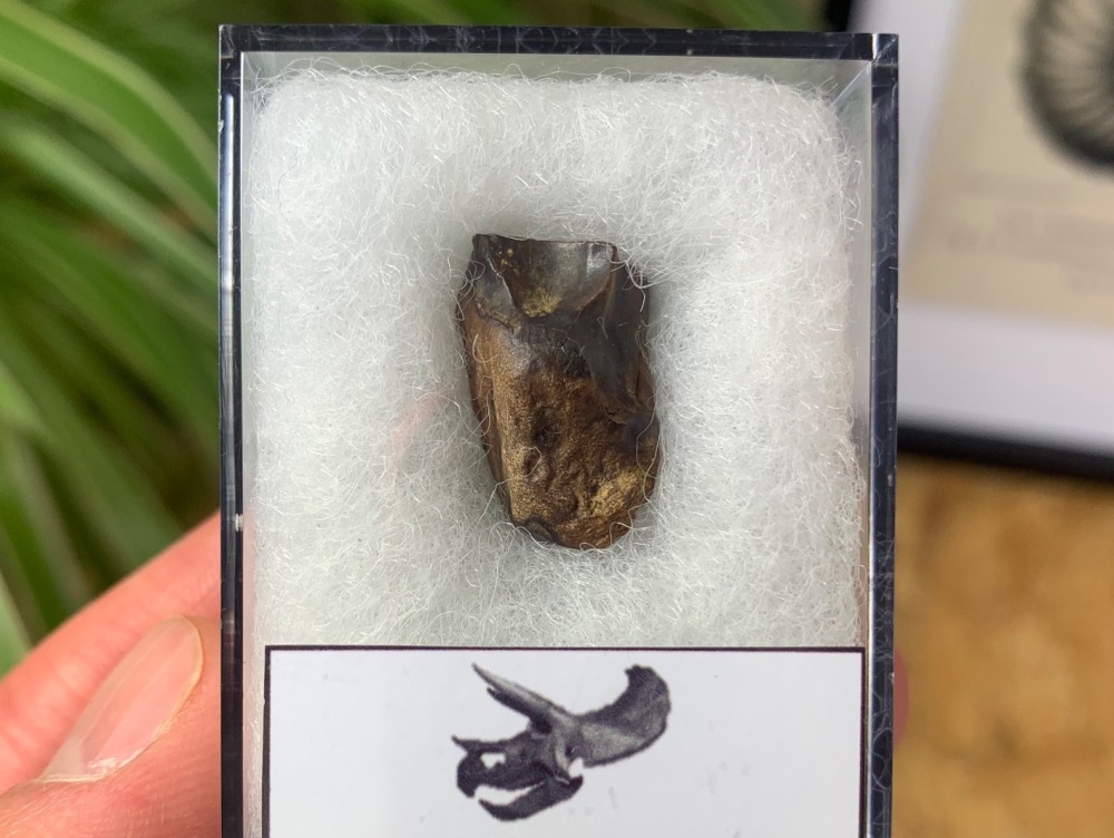 Triceratops Tooth #04