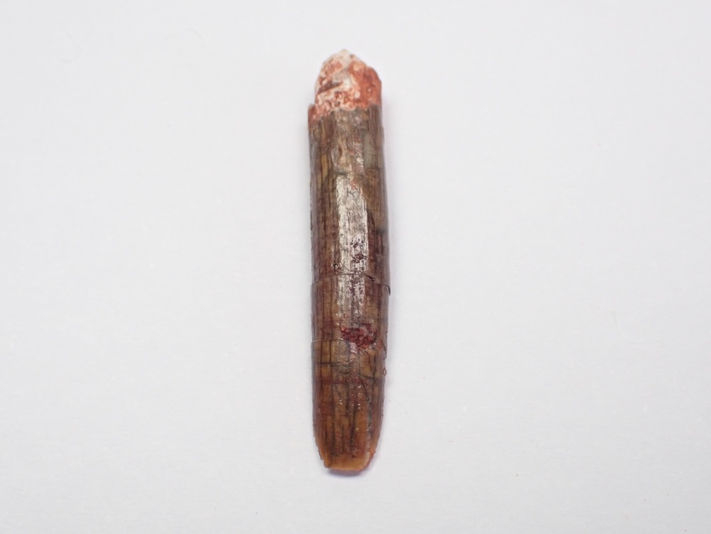 Rebbachisaurid Sauropod Tooth #01