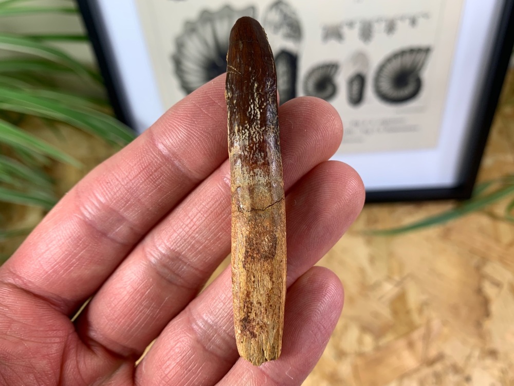 Rooted Titanosaurid Sauropod Tooth - 2.81 inches (Kem Kem )