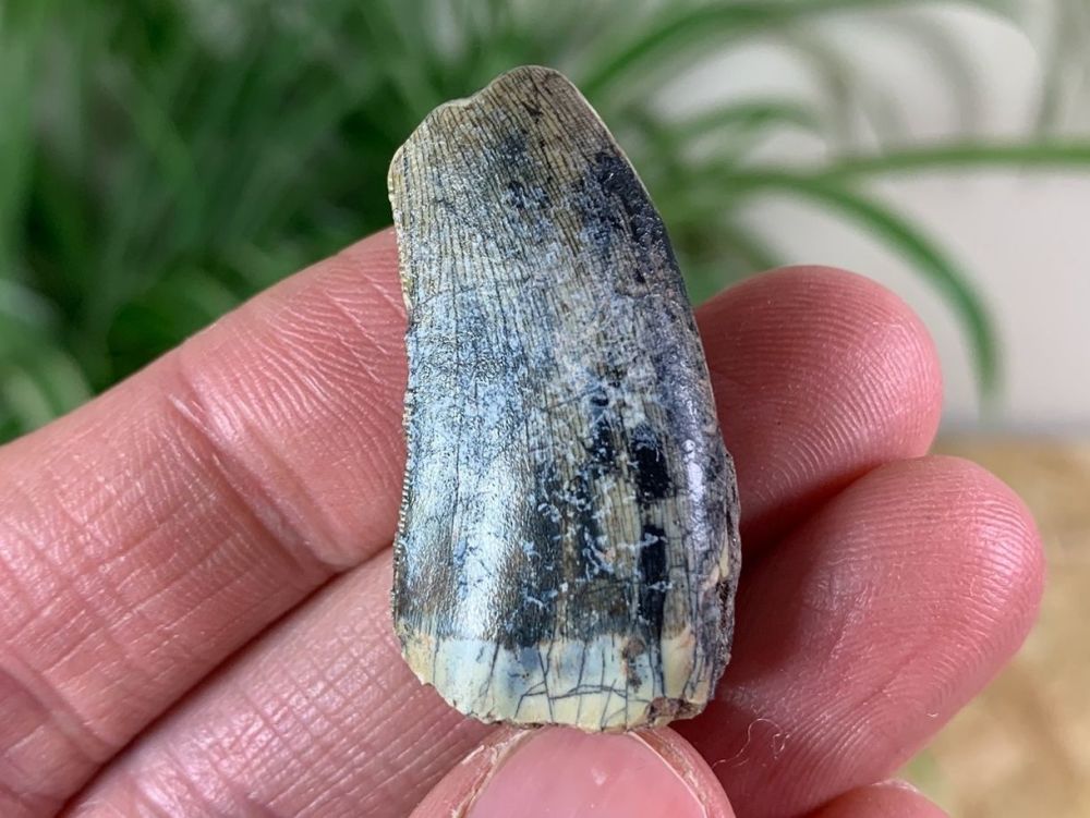 Megalosaurid Tooth, Afrovanator abakensis (Niger) #06