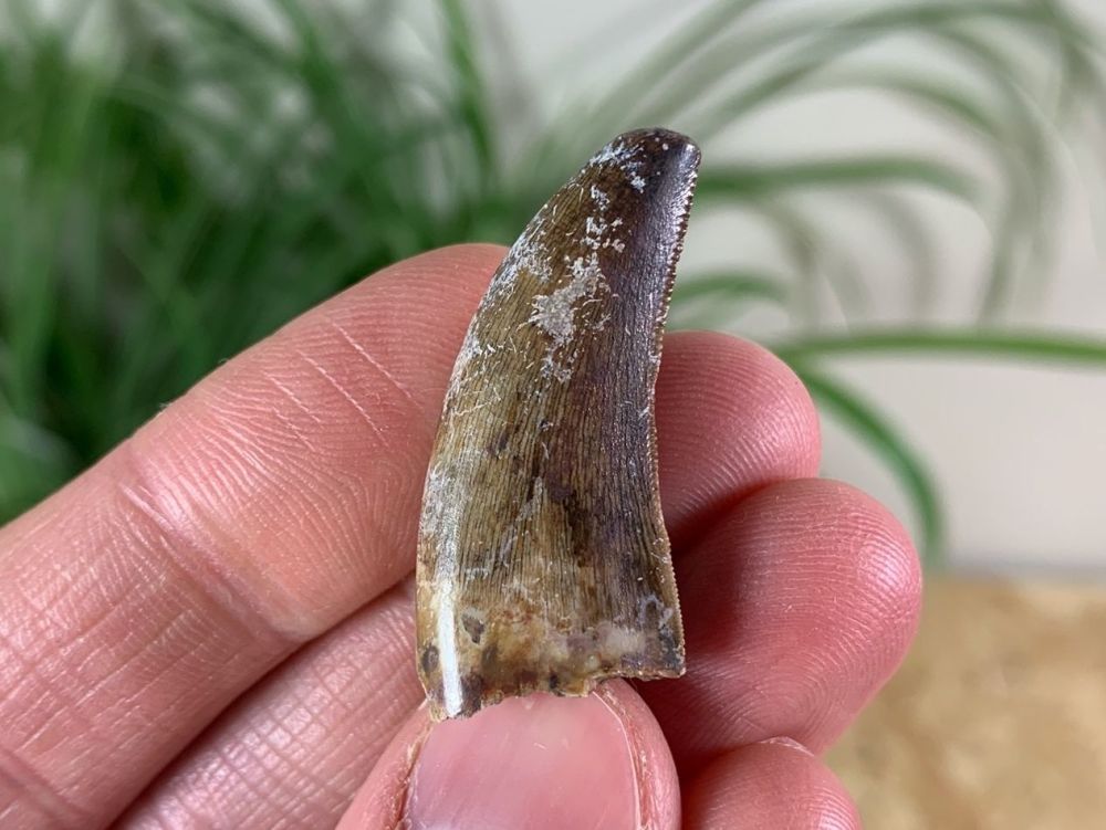 Megalosaurid Tooth, Afrovanator abakensis (Niger) #08
