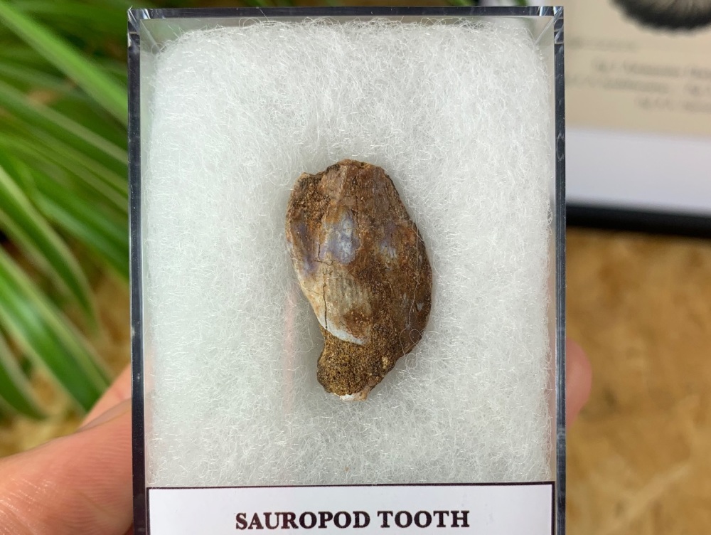 Jurassic Sauropod Tooth (Madagascar) #03
