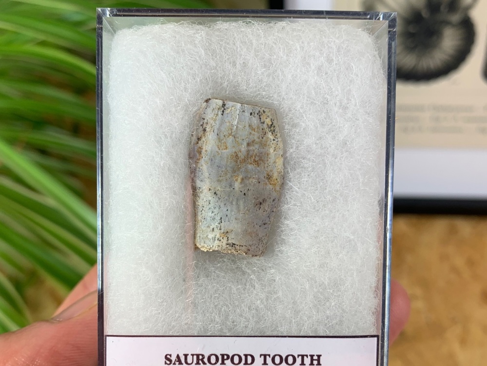 Jurassic Sauropod Tooth (Madagascar) #04