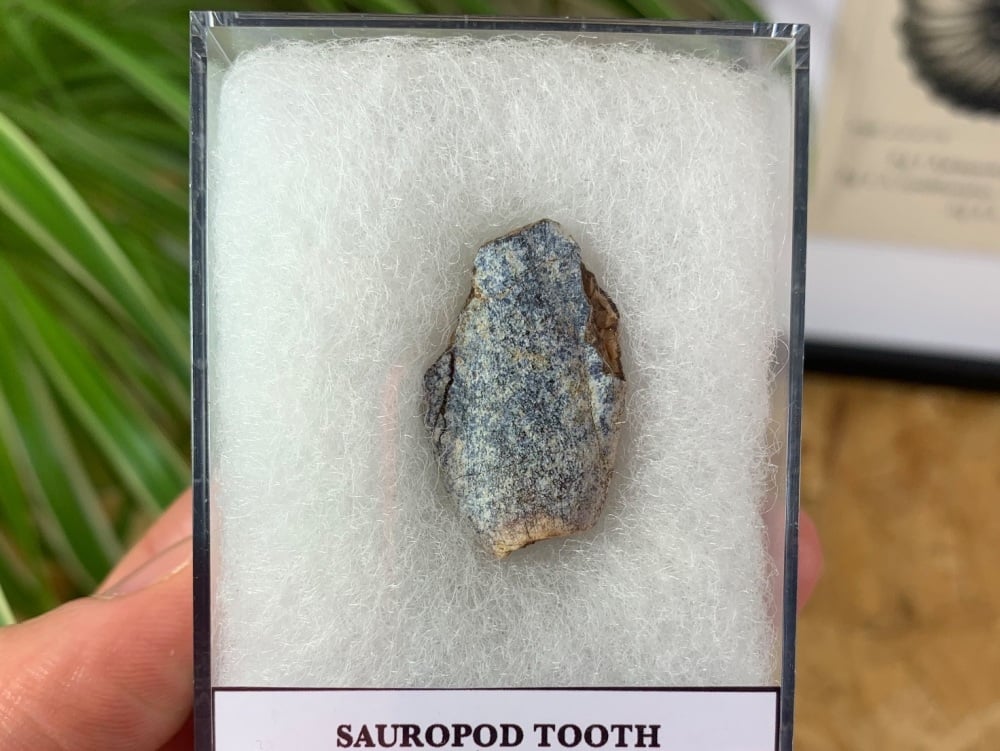 Jurassic Sauropod Tooth (Madagascar) #05