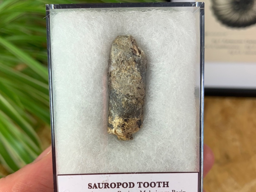 Jurassic Sauropod Tooth (Madagascar) #06