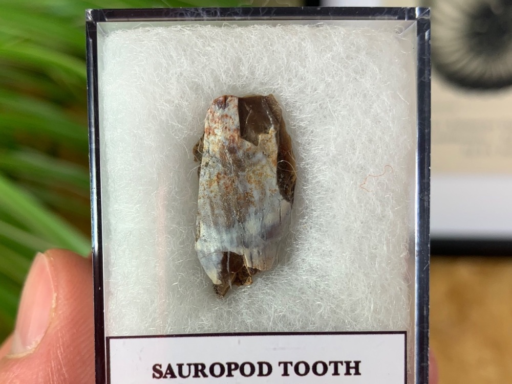 Jurassic Sauropod Tooth (Madagascar) #07