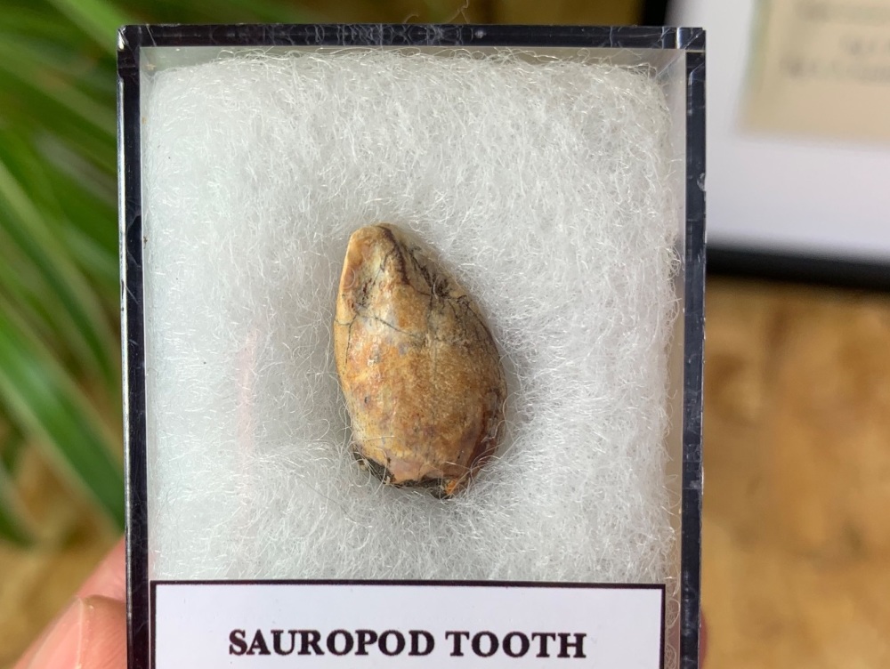 Jurassic Sauropod Tooth (Madagascar) #08
