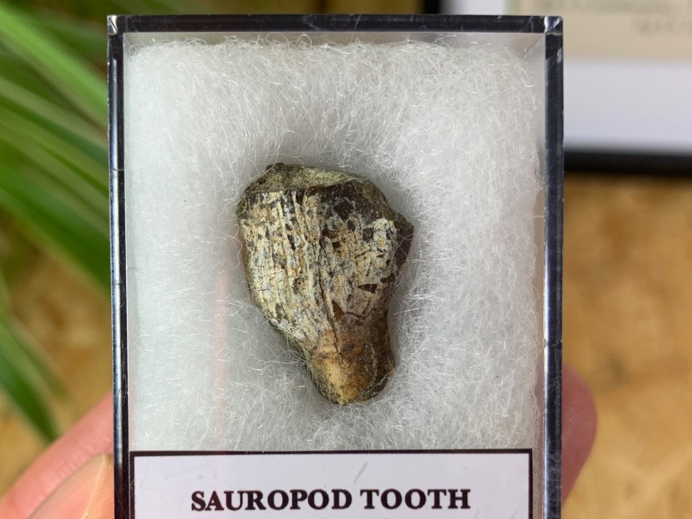 Jurassic Sauropod Tooth (Madagascar) #09