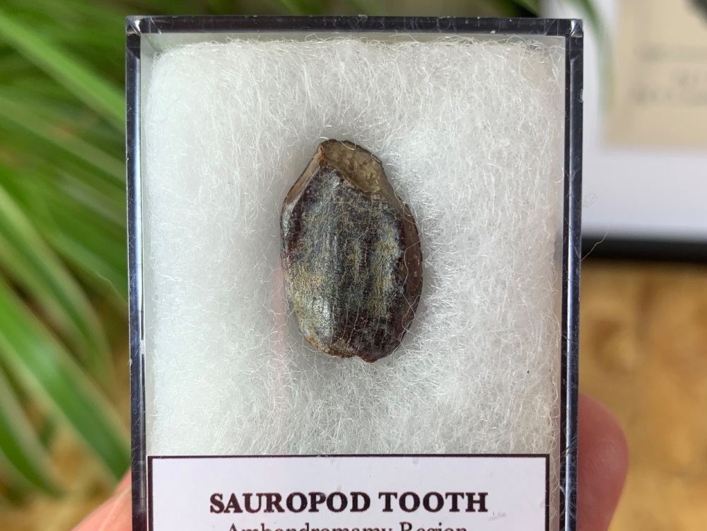 Jurassic Sauropod Tooth (Madagascar) #10