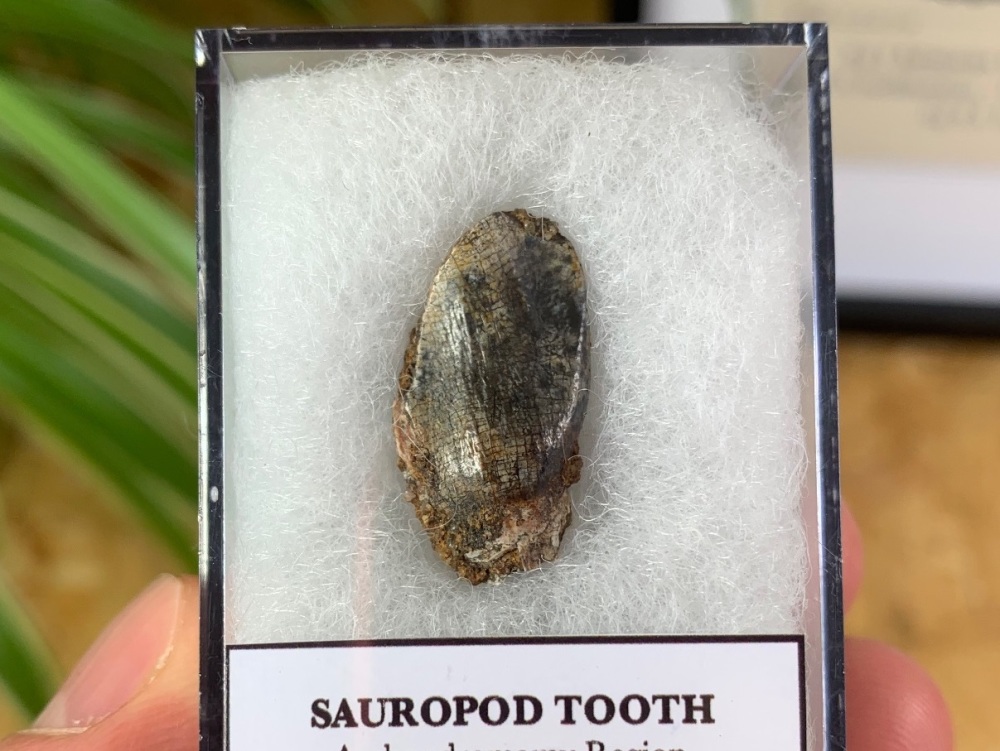 Jurassic Sauropod Tooth (Madagascar) #11