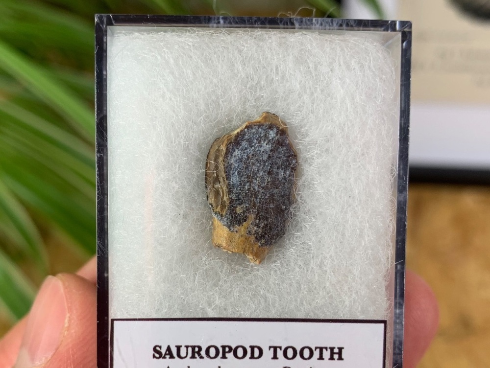 Jurassic Sauropod Tooth (Madagascar) #12