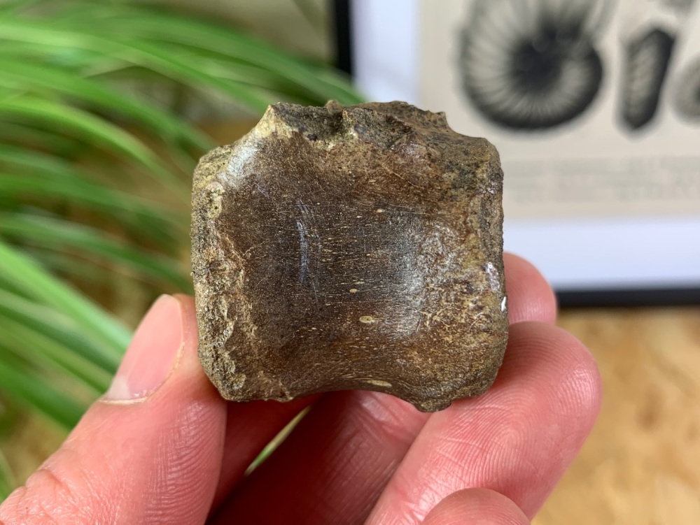 Thescelosaurus Dinosaur Vertebra (Hell Creek) #02