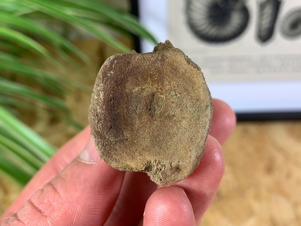 Thescelosaurus Dinosaur Vertebra (Hell Creek) #03