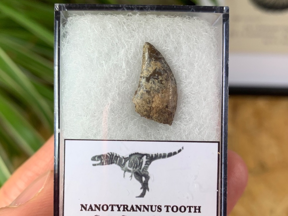 Nanotyrannus Tooth #01