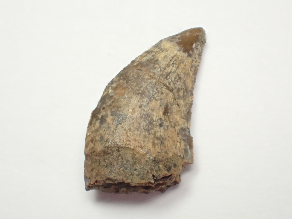 Nanotyrannus Tooth #01