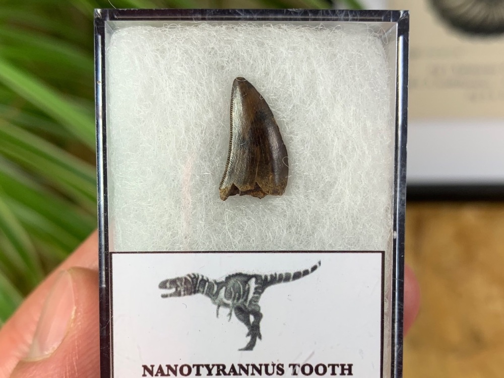 Nanotyrannus Tooth #02