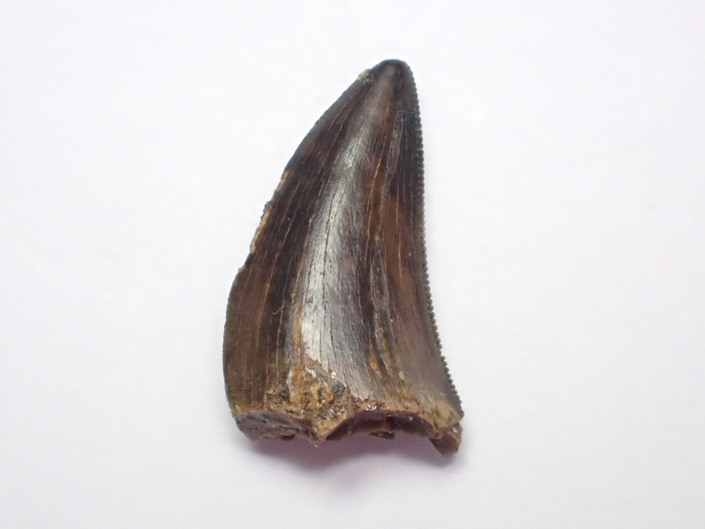 Nanotyrannus Tooth #02