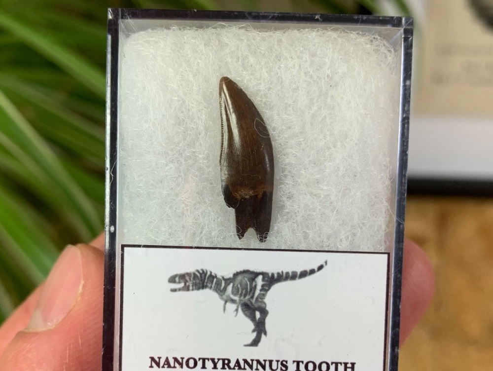 Nanotyrannus Tooth #03