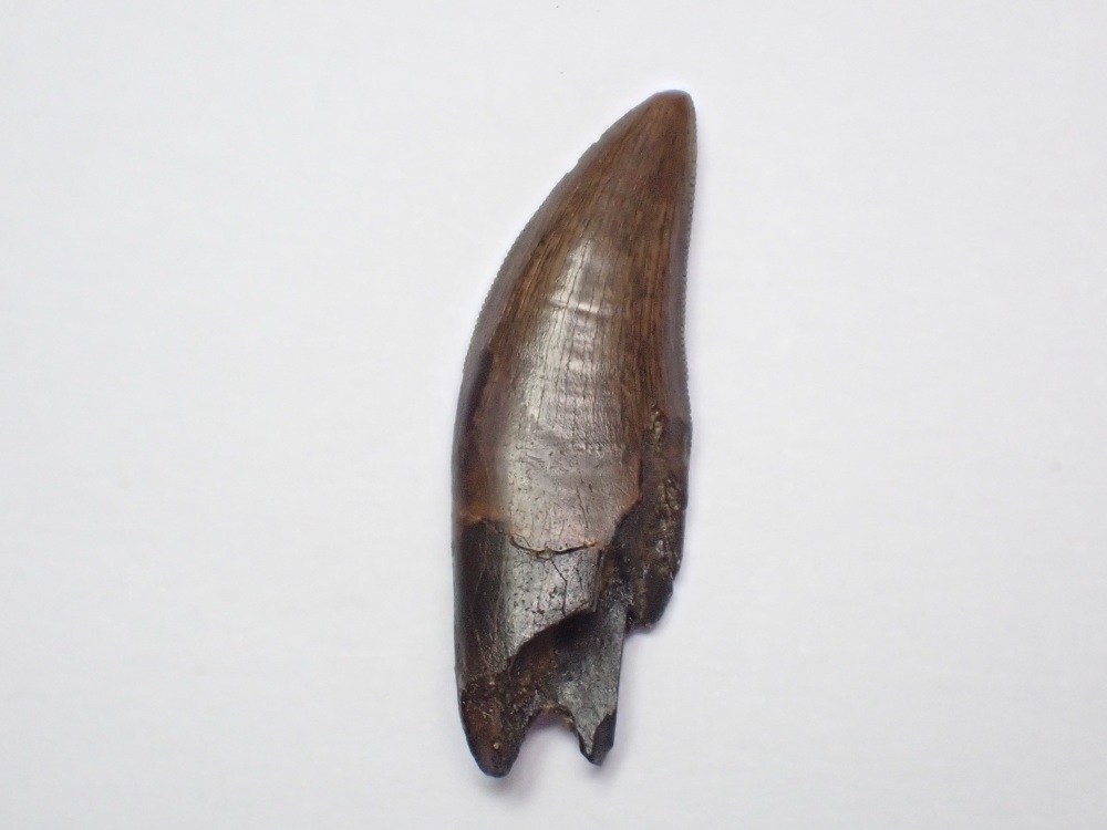 Nanotyrannus Tooth #03