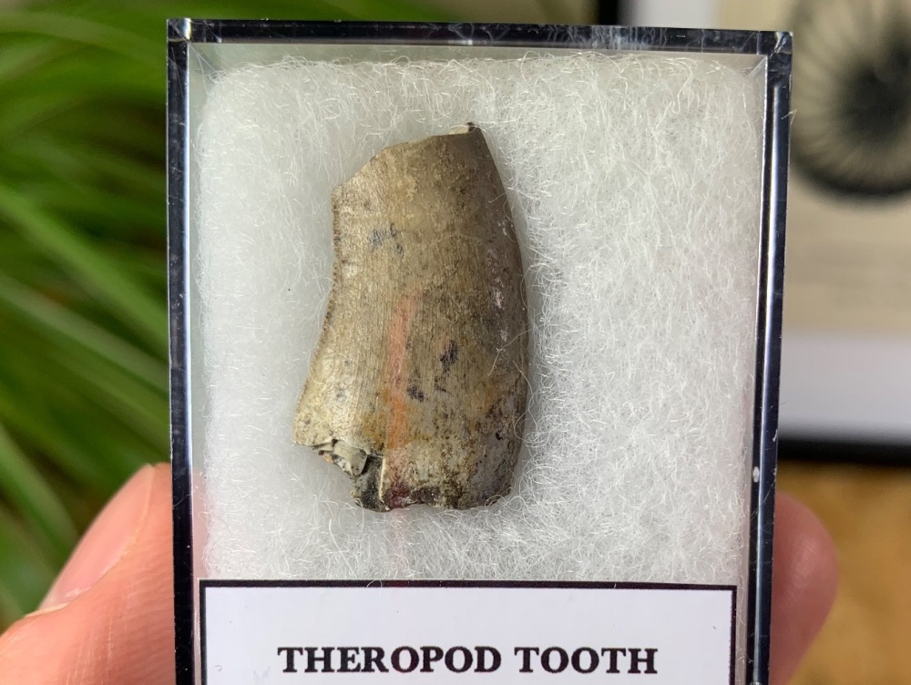 Theropod Tooth - Megalosaurid? (Madagascar) #01