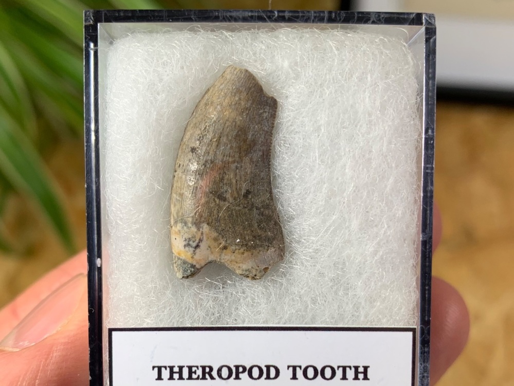 Theropod Tooth - Megalosaurid? (Madagascar) #02