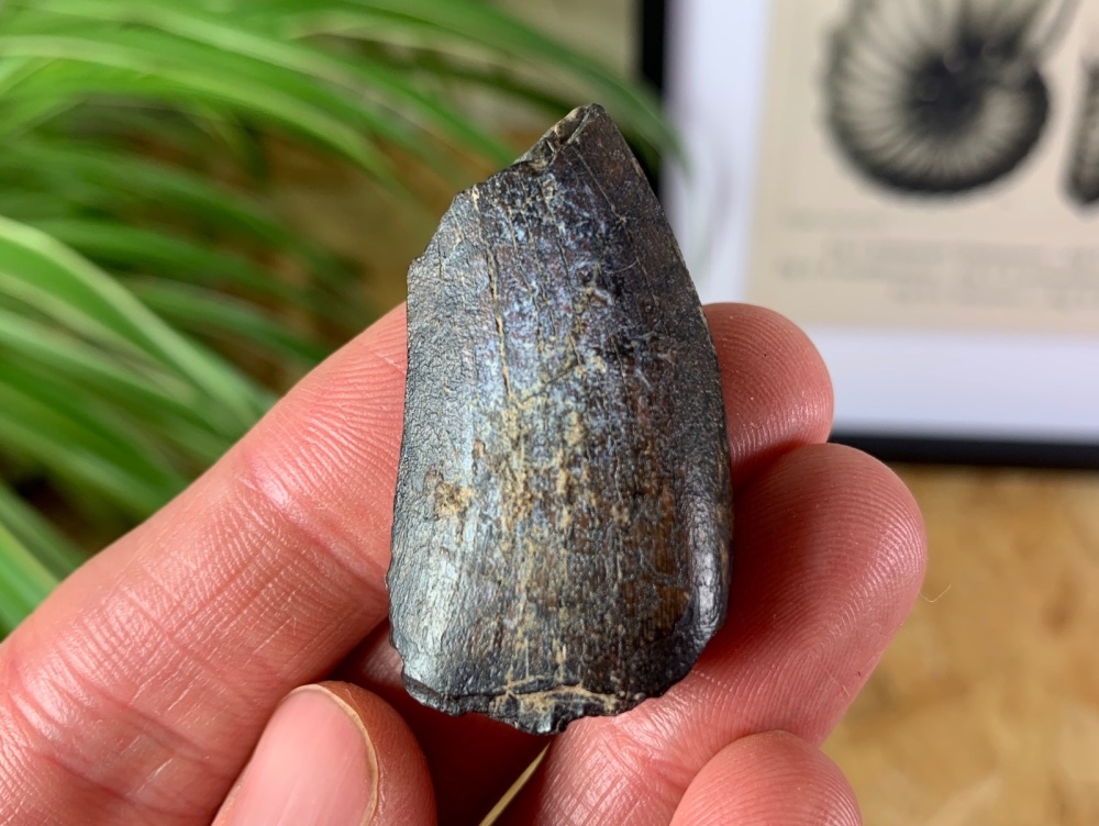 Eocarcharia dinops Tooth - 1.56 inch #04 (Elrhaz Fm)