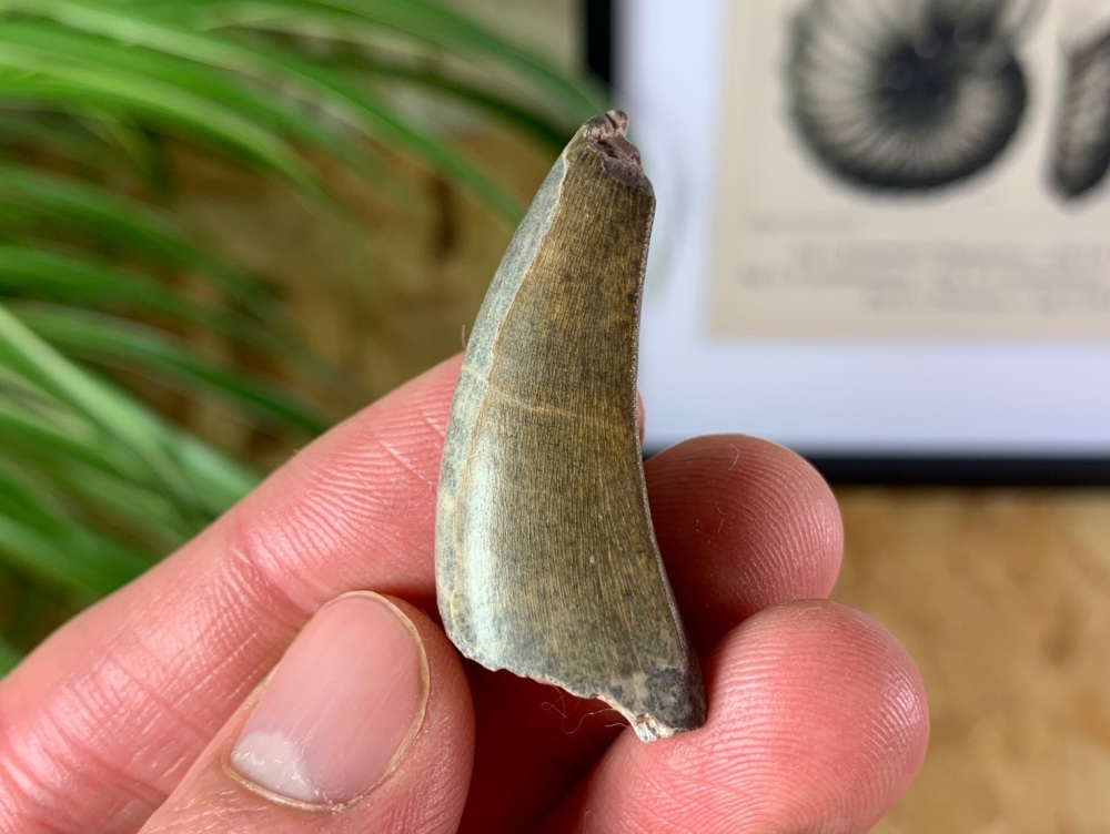 Eocarcharia dinops Tooth - 1.5 inch #06 (Elrhaz Fm)
