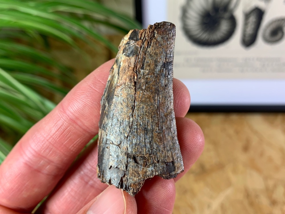 Eocarcharia dinops Tooth - 2 inch #07 (Elrhaz Fm)