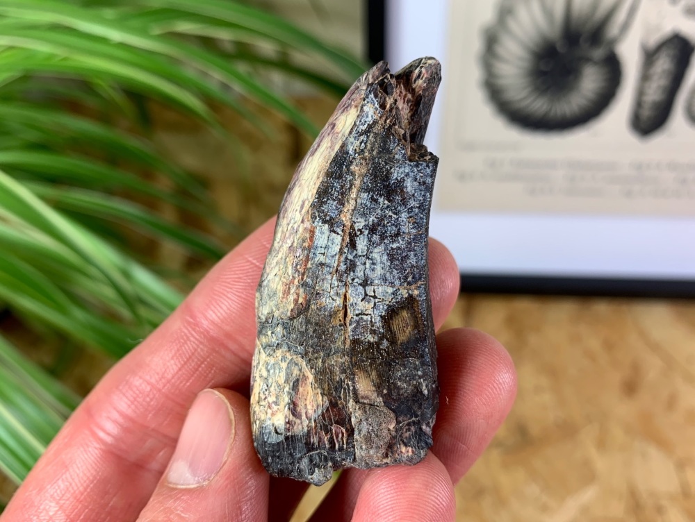 LARGE Eocarcharia dinops Tooth - 2.19 inch #11 (Elrhaz Fm)
