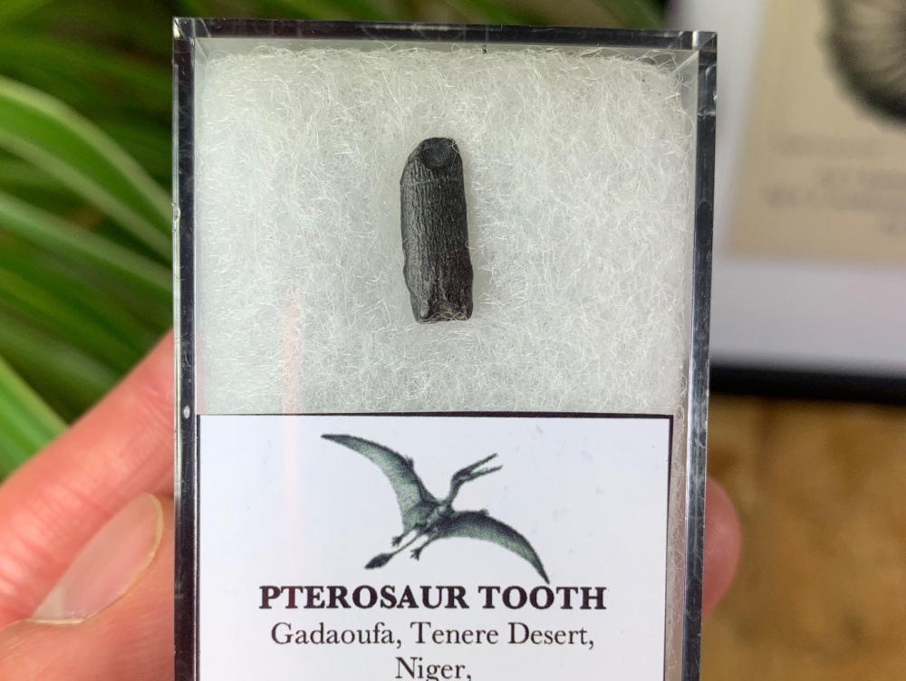 Ornithocheirid Pterosaur Tooth #01 - Niger (Elrhaz Fm)