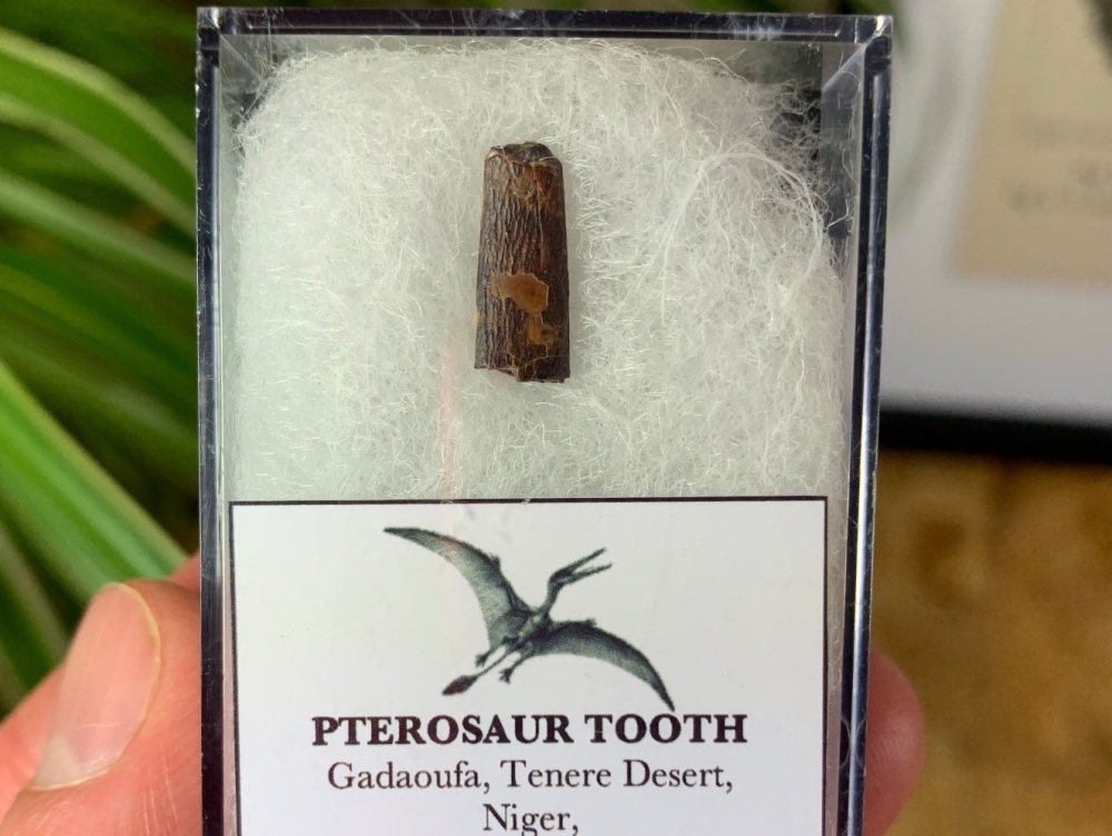 Ornithocheirid Pterosaur Tooth #02 - Niger (Elrhaz Fm)