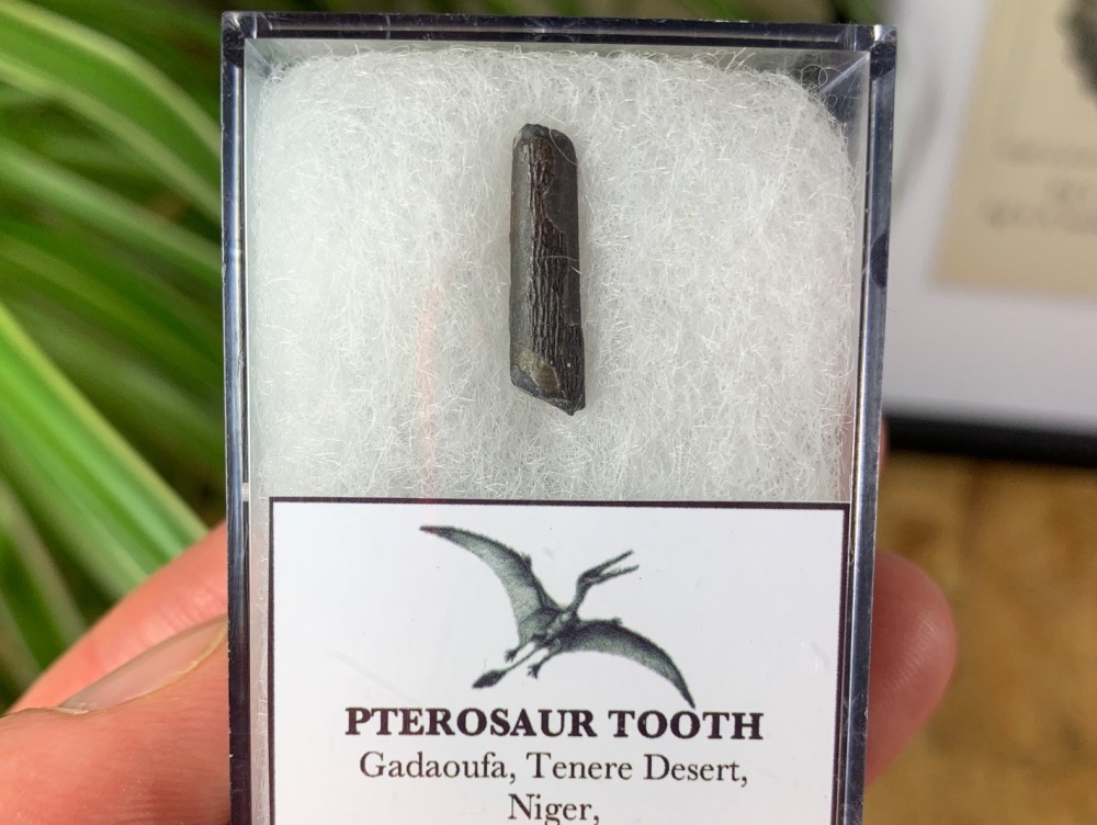 Ornithocheirid Pterosaur Tooth #03 - Niger (Elrhaz Fm)