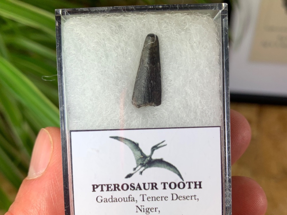 Ornithocheirid Pterosaur Tooth #05 - Niger (Elrhaz Fm)