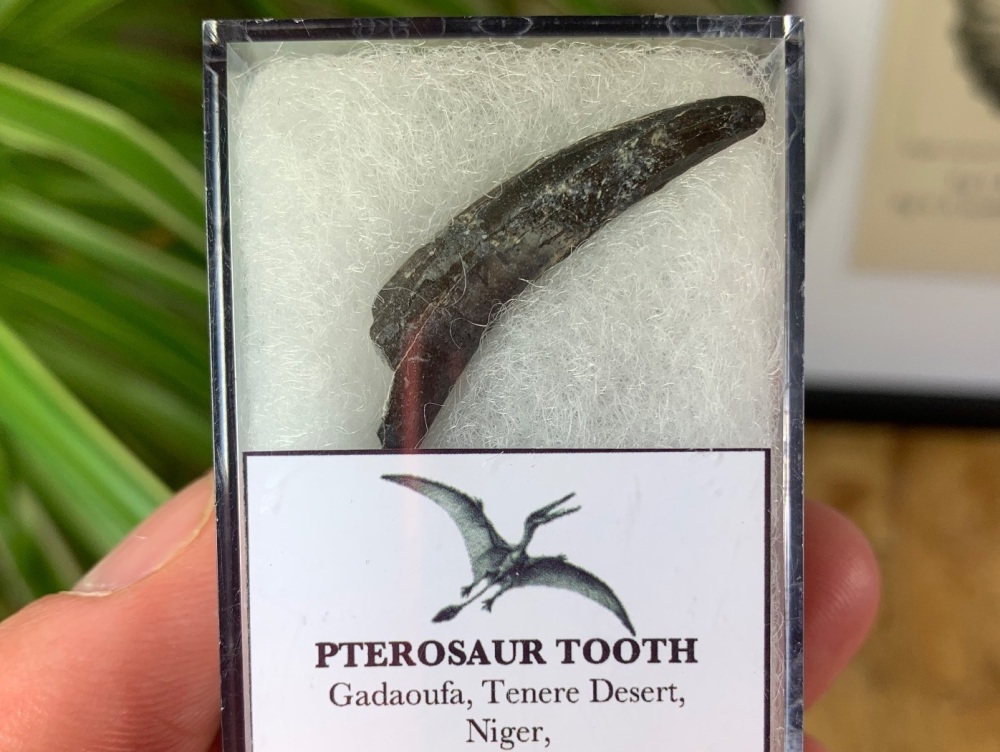 Ornithocheirid Pterosaur Tooth #08 - Niger (Elrhaz Fm)